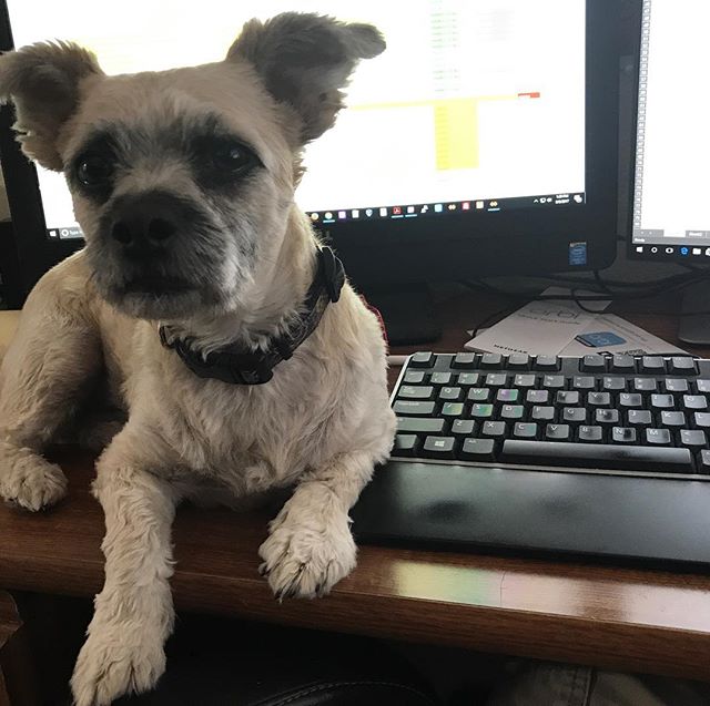 I'm going to say my dogs missed me a lot while I was vacation. My office is trying to help me work.